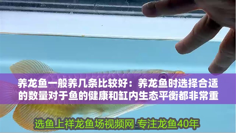 養龍魚一般養幾條比較好：養龍魚時選擇合適的數量對于魚的健康和缸內生態平衡都非常重要