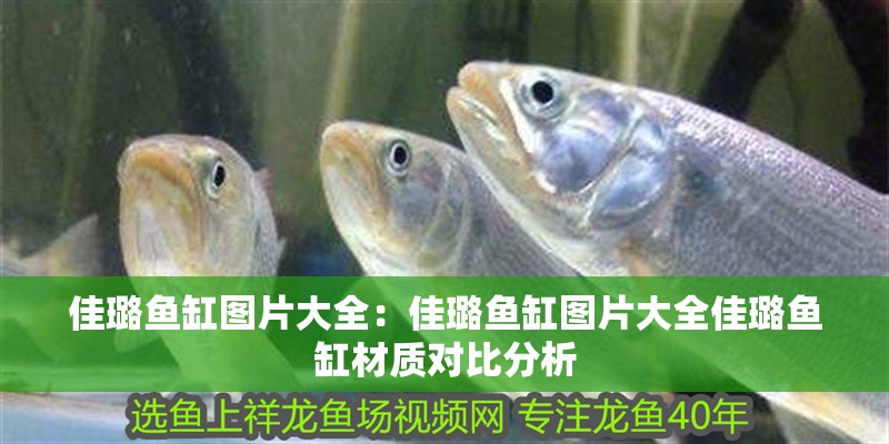 佳璐魚缸圖片大全：佳璐魚缸圖片大全佳璐魚缸材質對比分析 佳璐魚缸圖片大全：佳璐魚缸圖片大全佳璐魚缸材質對比分析 魚缸百科