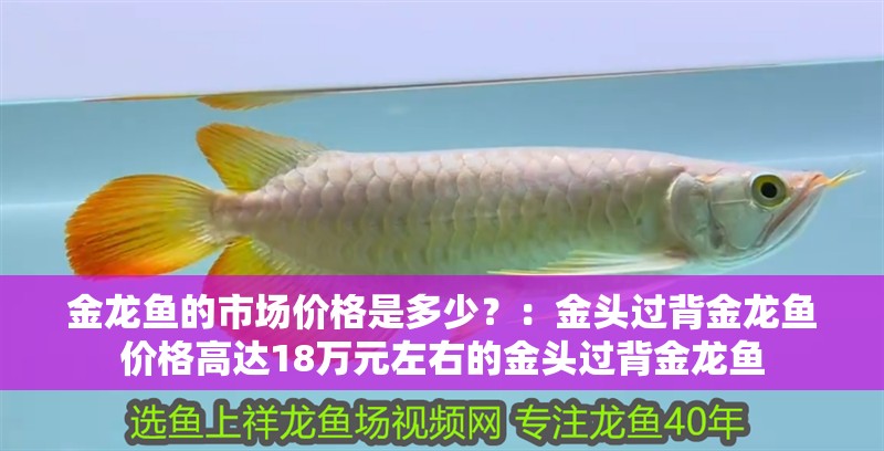 金龍魚的市場價格是多少？：金頭過背金龍魚價格高達18萬元左右的金頭過背金龍魚