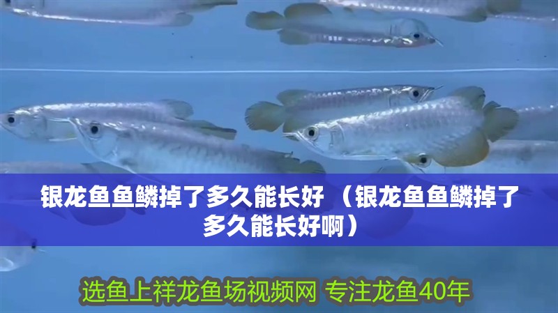 銀龍魚魚鱗掉了多久能長好 （銀龍魚魚鱗掉了多久能長好啊）