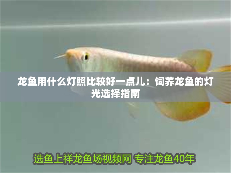 龍魚用什么燈照比較好一點兒：飼養龍魚的燈光選擇指南