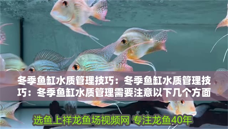紅龍魚用黃燈烤有用嗎 冬季魚缸水質管理技巧:冬季魚缸水質管理技巧:冬季魚缸水質管理需要注意以下幾個方面 魚缸百科 冬季魚缸水質管理技巧:冬季魚缸水質管理技巧:冬季魚缸水質管理需要注意以下幾個方面 冬季魚缸水質管理技巧:冬季魚缸水質管理技巧:冬季魚缸水質管理需要注意以下幾個方面 魚缸百科