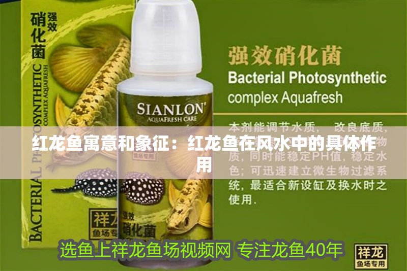 紅龍魚寓意和象征：紅龍魚在風水中的具體作用 紅龍魚寓意和象征：紅龍魚在風水中的具體作用 紅龍魚百科 第1張