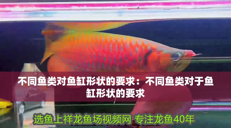 不同魚類對魚缸形狀的要求：不同魚類對于魚缸形狀的要求