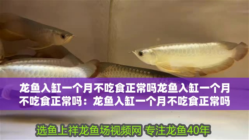 龍魚入缸一個月不吃食正常嗎龍魚入缸一個月不吃食正常嗎：龍魚入缸一個月不吃食正常嗎