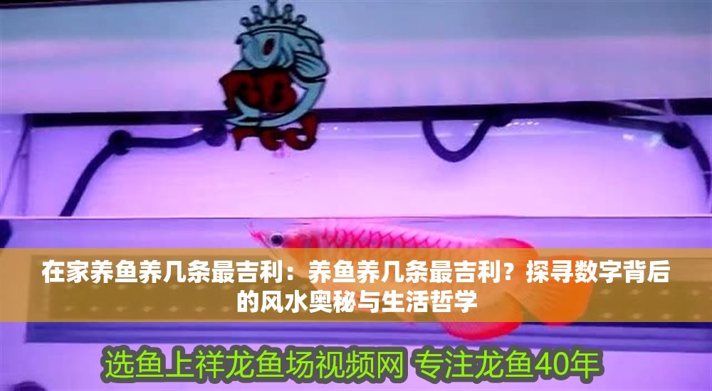 在家養(yǎng)魚養(yǎng)幾條最吉利：養(yǎng)魚養(yǎng)幾條最吉利？探尋數(shù)字背后的風(fēng)水奧秘與生活哲學(xué)