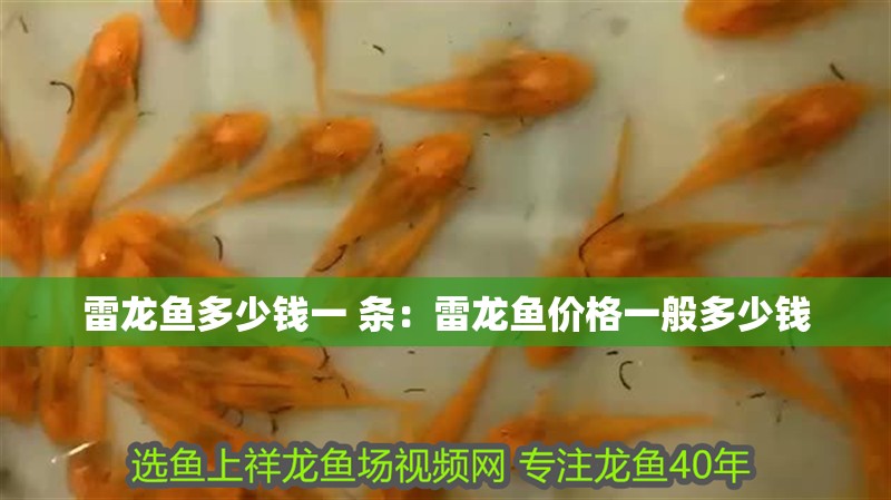 雷龍魚多少錢一 條：雷龍魚價格一般多少錢