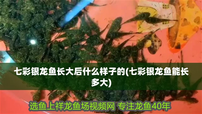 七彩銀龍魚長大后什么樣子的(七彩銀龍魚能長多大) 七彩銀龍魚長大后什么樣子的(七彩銀龍魚能長多大) 銀龍魚百科