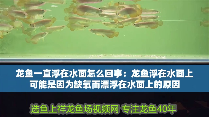 龍魚一直浮在水面怎么回事：龍魚浮在水面上可能是因為缺氧而漂浮在水面上的原因
