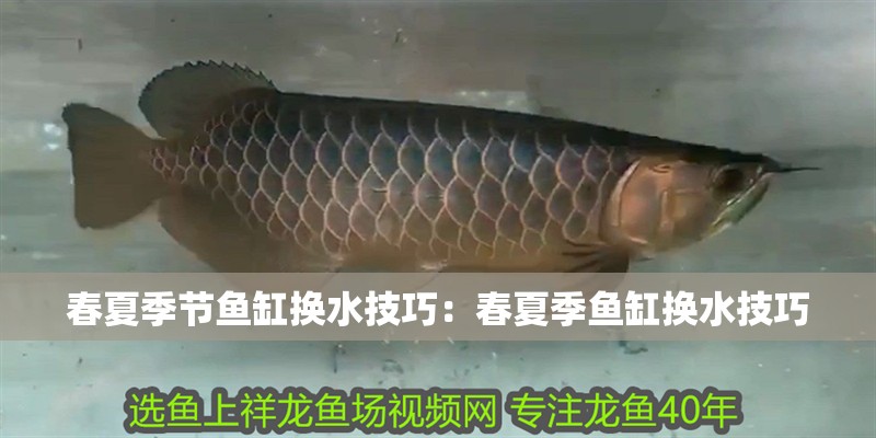 春夏季節(jié)魚缸換水技巧：春夏季魚缸換水技巧