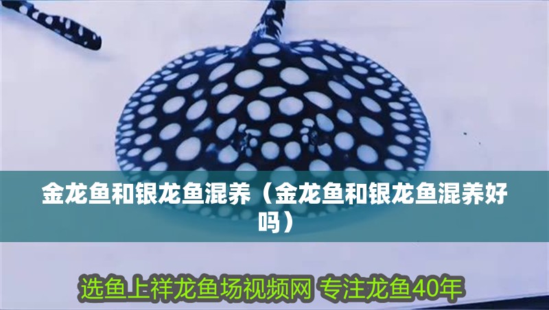 金龍魚和銀龍魚混養（金龍魚和銀龍魚混養好嗎）