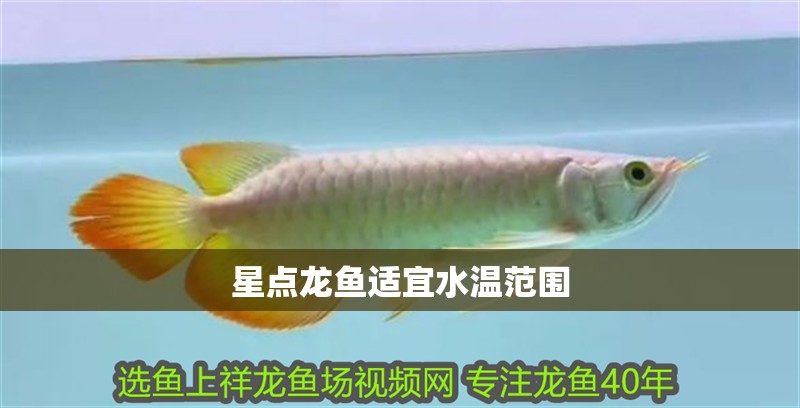 星點龍魚適宜水溫范圍