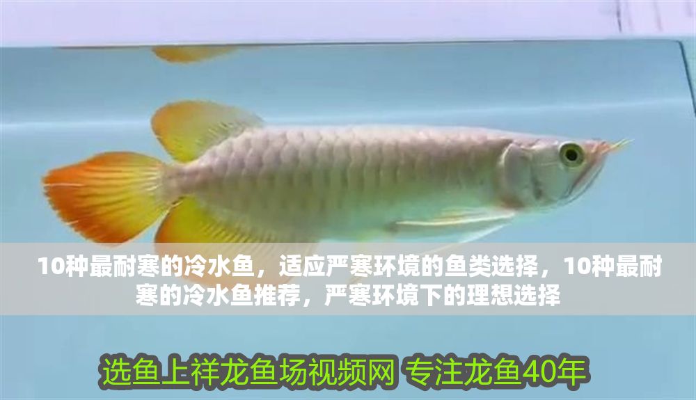 10種最耐寒的冷水魚，適應(yīng)嚴(yán)寒環(huán)境的魚類選擇，10種最耐寒的冷水魚推薦，嚴(yán)寒環(huán)境下的理想選擇 10種最耐寒的冷水魚，適應(yīng)嚴(yán)寒環(huán)境的魚類選擇，10種最耐寒的冷水魚推薦，嚴(yán)寒環(huán)境下的理想選擇 龍魚百科 第1張