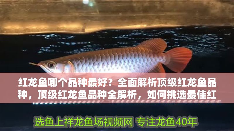 紅龍魚哪個品種最好？全面解析頂級紅龍魚品種，頂級紅龍魚品種全解析，如何挑選最佳紅龍魚 紅龍魚哪個品種最好？全面解析頂級紅龍魚品種，頂級紅龍魚品種全解析，如何挑選最佳紅龍魚 龍魚百科 第1張