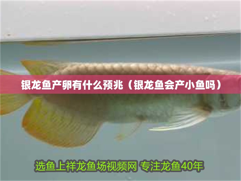 銀龍魚(yú)產(chǎn)卵有什么預(yù)兆（銀龍魚(yú)會(huì)產(chǎn)小魚(yú)嗎）
