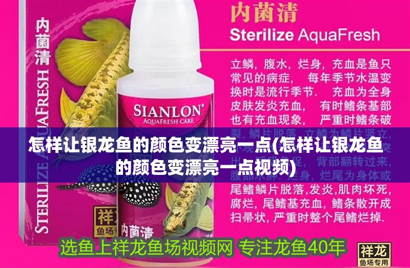 怎樣讓銀龍魚的顏色變漂亮一點(怎樣讓銀龍魚的顏色變漂亮一點視頻)