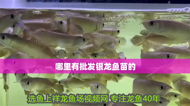 哪里有批發銀龍魚苗的