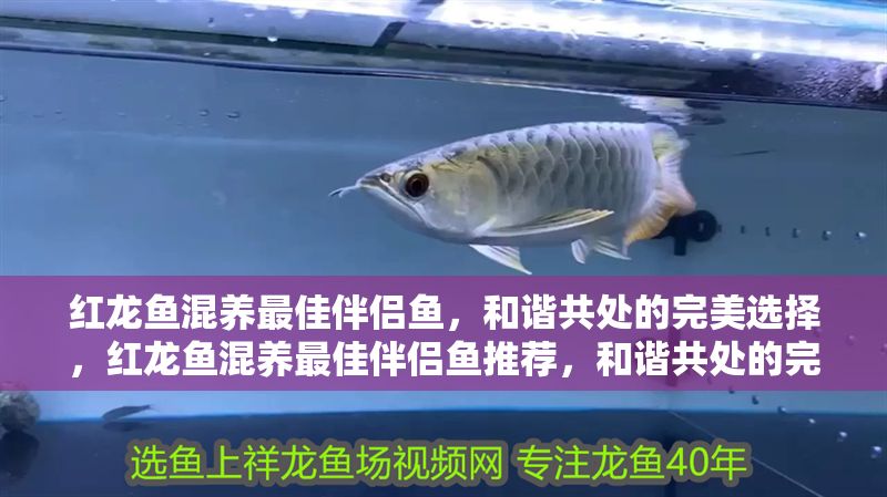 紅龍魚混養(yǎng)最佳伴侶魚，和諧共處的完美選擇，紅龍魚混養(yǎng)最佳伴侶魚推薦，和諧共處的完美搭配