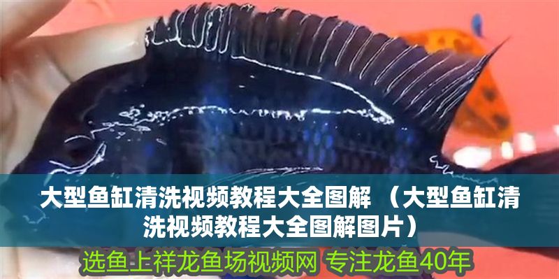 大型魚缸清洗視頻教程大全圖解 （大型魚缸清洗視頻教程大全圖解圖片） 大型魚缸清洗視頻教程大全圖解 （大型魚缸清洗視頻教程大全圖解圖片） 黃金貓魚百科 第1張