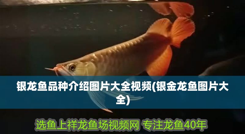 銀龍魚品種介紹圖片大全視頻(銀金龍魚圖片大全) 銀龍魚品種介紹圖片大全視頻(銀金龍魚圖片大全) 銀龍魚百科 第1張