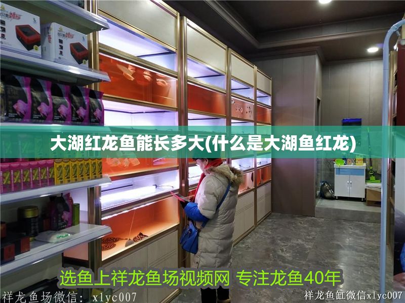 詳細(xì)閱讀:大湖紅龍魚能長(zhǎng)多大(什么是大湖魚紅龍) 大湖紅龍魚能長(zhǎng)多大(什么是大湖魚紅龍)