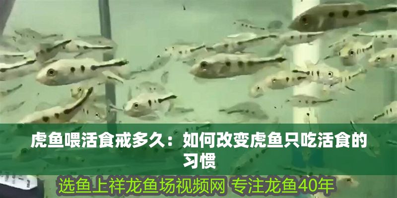 虎魚喂活食戒多久:如何改變虎魚只吃活食的習慣 虎魚百科 第2張 虎魚喂活食戒多久:如何改變虎魚只吃活食的習慣 虎魚喂活食戒多久:如何改變虎魚只吃活食的習慣 虎魚百科 第2張
