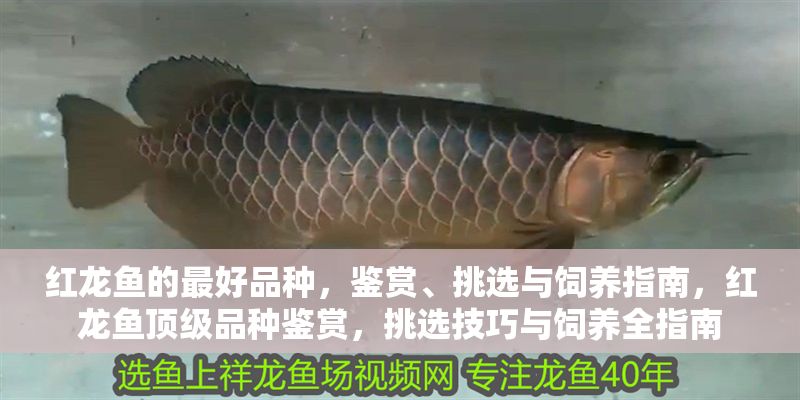 紅龍魚的最好品種，鑒賞、挑選與飼養(yǎng)指南，紅龍魚頂級(jí)品種鑒賞，挑選技巧與飼養(yǎng)全指南 紅龍魚的最好品種，鑒賞、挑選與飼養(yǎng)指南，紅龍魚頂級(jí)品種鑒賞，挑選技巧與飼養(yǎng)全指南 龍魚百科 第1張