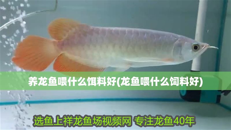 養(yǎng)龍魚喂什么餌料好(龍魚喂什么飼料好)