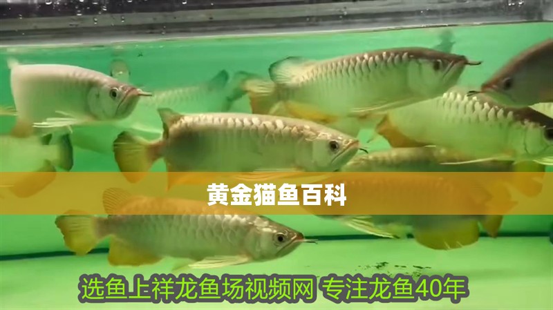黃金貓魚百科