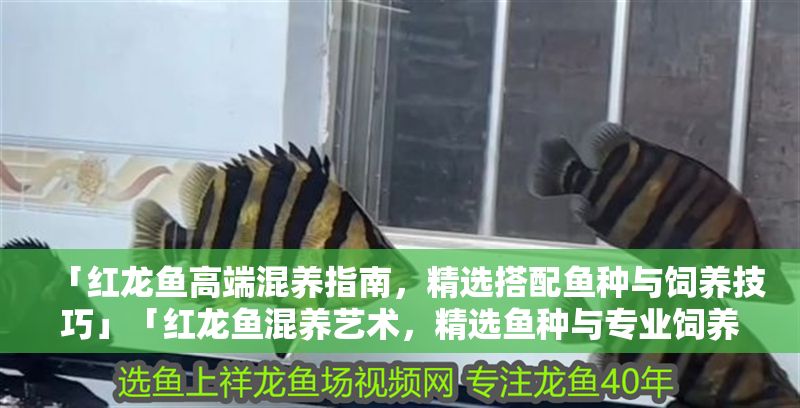 「紅龍魚高端混養(yǎng)指南，精選搭配魚種與飼養(yǎng)技巧」「紅龍魚混養(yǎng)藝術(shù)，精選魚種與專業(yè)飼養(yǎng)技巧」