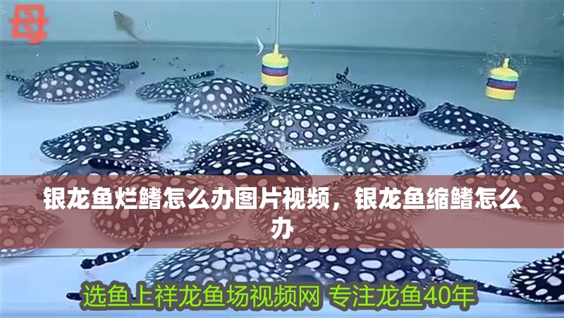 銀龍魚爛鰭怎么辦圖片視頻，銀龍魚縮鰭怎么辦