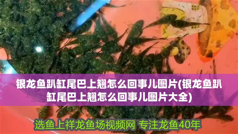 銀龍魚趴缸尾巴上翹怎么回事兒圖片(銀龍魚趴缸尾巴上翹怎么回事兒圖片大全)