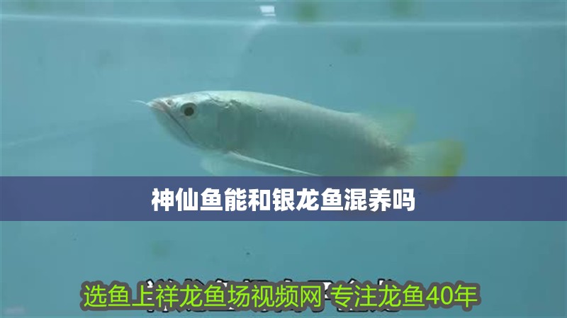 神仙魚(yú)能和銀龍魚(yú)混養(yǎng)嗎 神仙魚(yú)能和銀龍魚(yú)混養(yǎng)嗎 銀龍魚(yú)百科