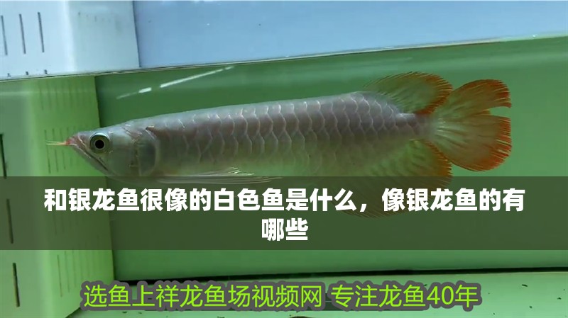 和銀龍魚很像的白色魚是什么，像銀龍魚的有哪些 和銀龍魚很像的白色魚是什么，像銀龍魚的有哪些 銀龍魚百科