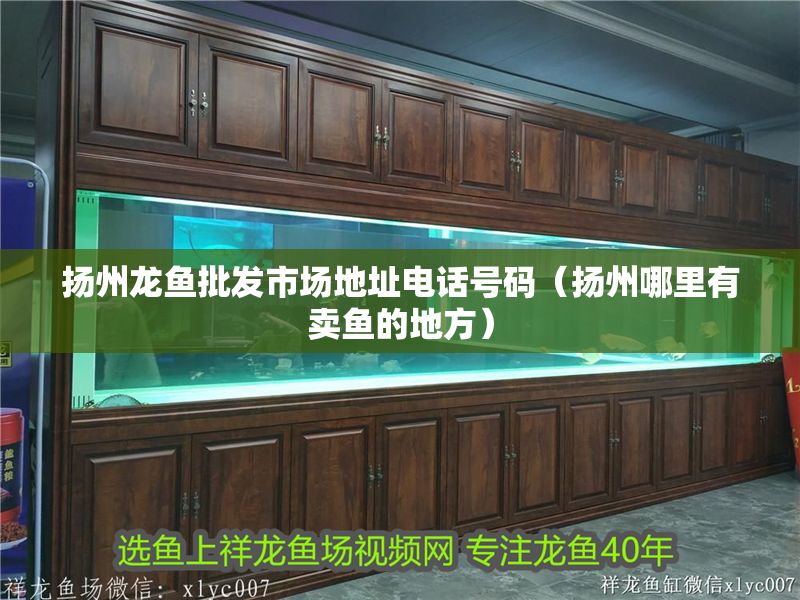 揚州龍魚批發(fā)市場地址電話號碼（揚州哪里有賣魚的地方）