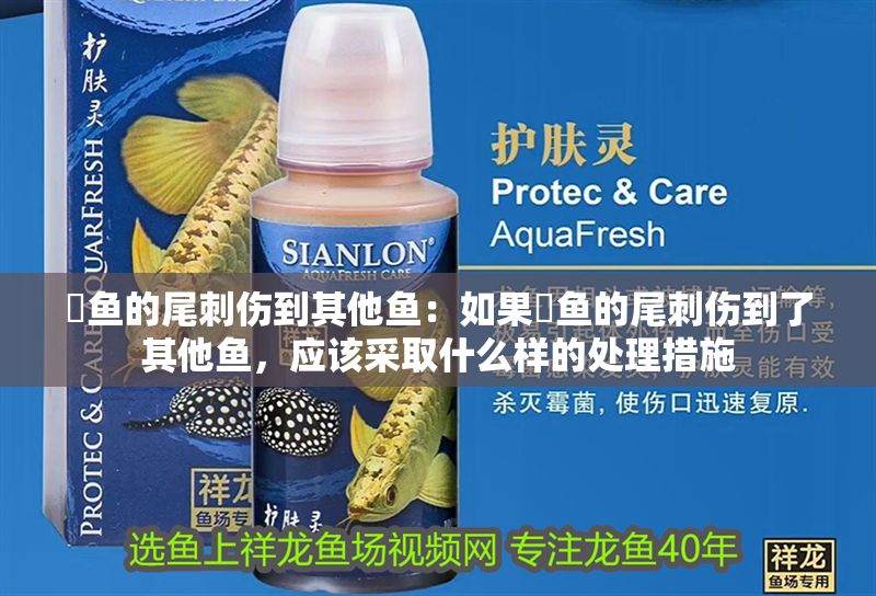 魟魚的尾刺傷到其他魚：如果魟魚的尾刺傷到了其他魚，應該采取什么樣的處理措施