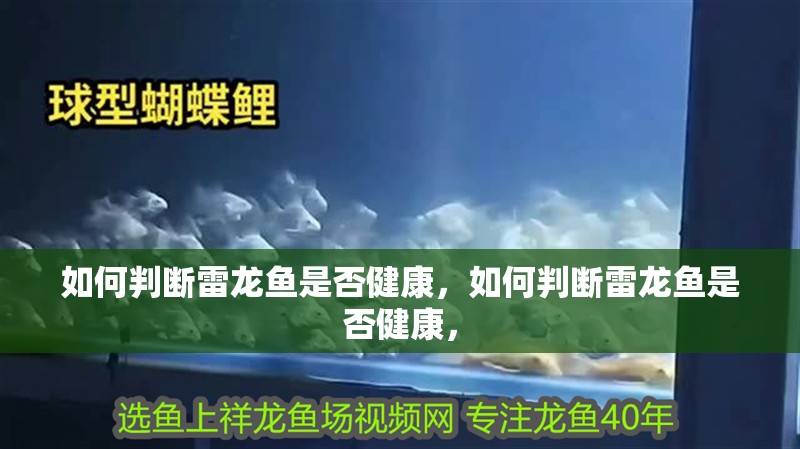 如何判斷雷龍魚是否健康，如何判斷雷龍魚是否健康， 如何判斷雷龍魚是否健康，如何判斷雷龍魚是否健康， 龍魚百科