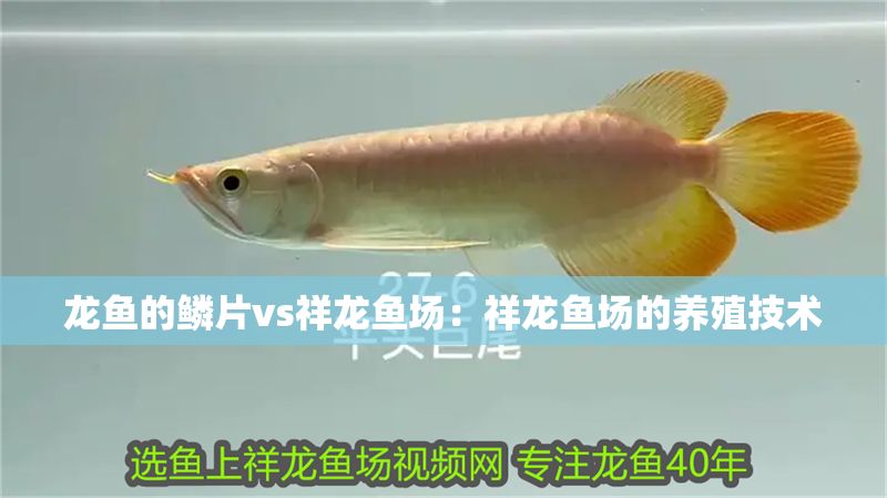 龍魚的鱗片vs祥龍魚場：祥龍魚場的養(yǎng)殖技術