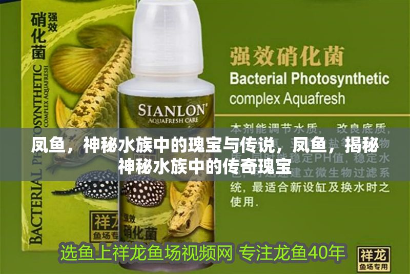 鳳魚，神秘水族中的瑰寶與傳說，鳳魚，揭秘神秘水族中的傳奇瑰寶