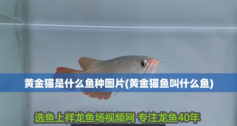 黃金貓是什么魚種圖片(黃金貓魚叫什么魚)