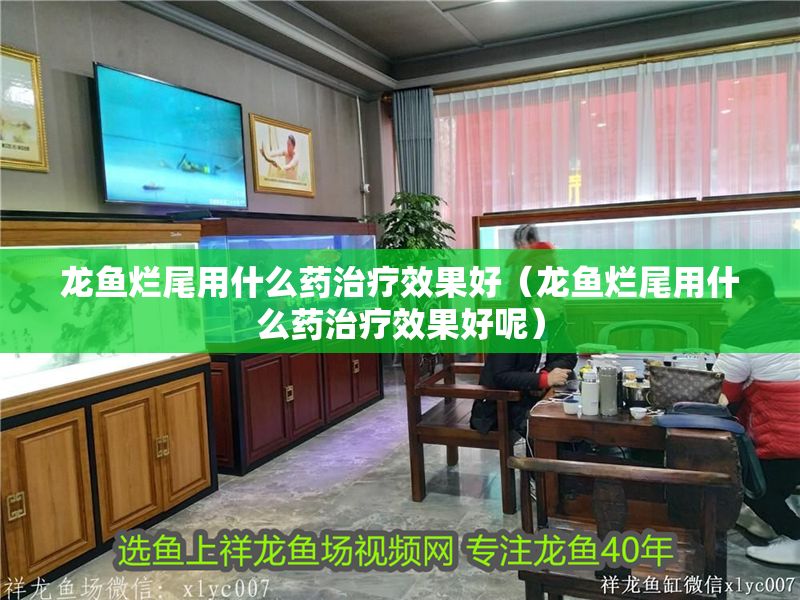 龍魚爛尾用什么藥治療效果好（龍魚爛尾用什么藥治療效果好呢）