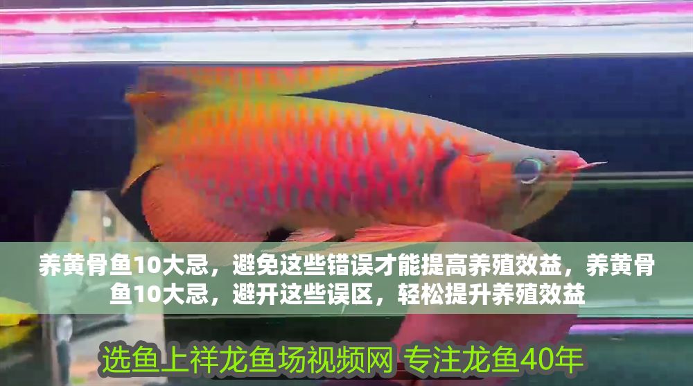 養黃骨魚10大忌，避免這些錯誤才能提高養殖效益，養黃骨魚10大忌，避開這些誤區，輕松提升養殖效益 養黃骨魚10大忌，避免這些錯誤才能提高養殖效益，養黃骨魚10大忌，避開這些誤區，輕松提升養殖效益 龍魚百科 第1張