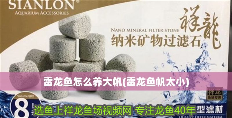 雷龍魚怎么養(yǎng)大帆(雷龍魚帆太小)