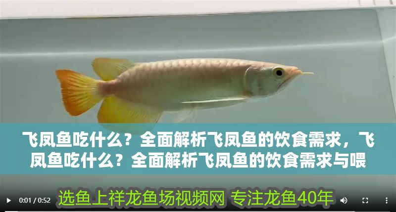飛鳳魚吃什么?全面解析飛鳳魚的飲食需求,飛鳳魚吃什么?全面解析飛鳳魚的飲食需求與喂養技巧 龍魚百科 第1張 飛鳳魚吃什么?全面解析飛鳳魚的飲食需求,飛鳳魚吃什么?全面解析飛鳳魚的飲食需求與喂養技巧 飛鳳魚吃什么?全面解析飛鳳魚的飲食需求,飛鳳魚吃什么?全面解析飛鳳魚的飲食需求與喂養技巧 龍魚百科 第1張
