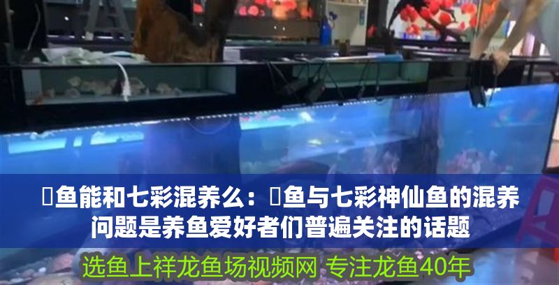 魟魚能和七彩混養么：魟魚與七彩神仙魚的混養問題是養魚愛好者們普遍關注的話題