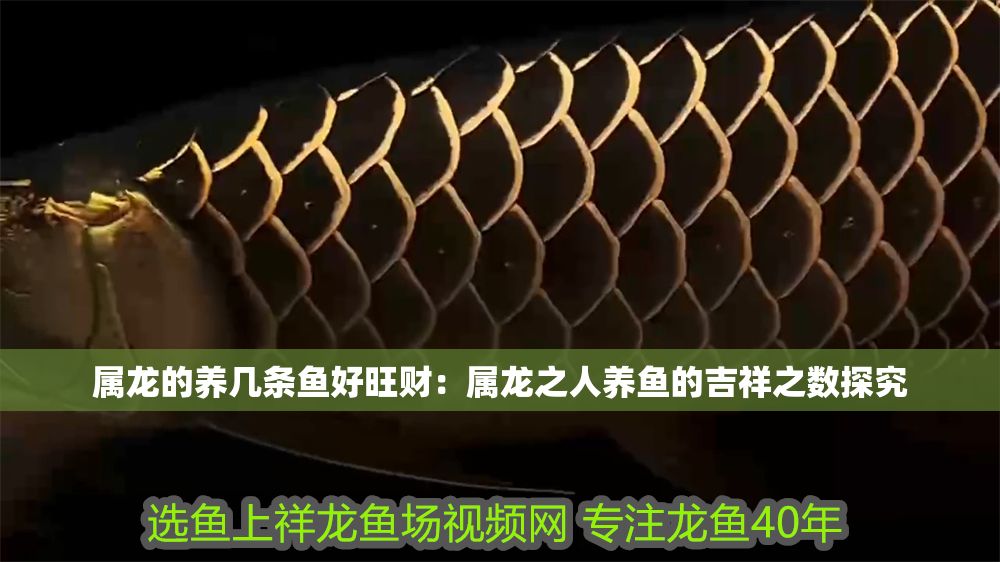 屬龍的養(yǎng)幾條魚好旺財(cái)：屬龍之人養(yǎng)魚的吉祥之?dāng)?shù)探究