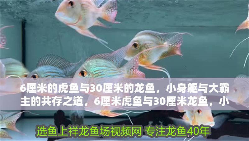 6厘米的虎魚與30厘米的龍魚，小身軀與大霸主的共存之道，6厘米虎魚與30厘米龍魚，小身軀與大霸主的和諧共存