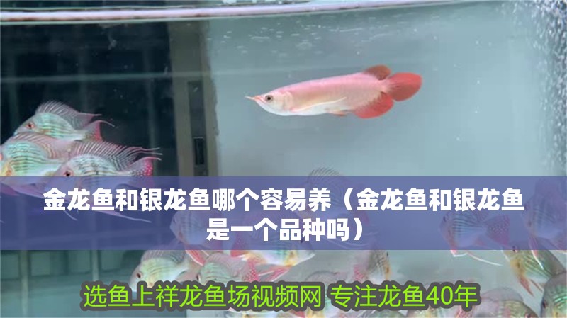 金龍魚和銀龍魚哪個(gè)容易養(yǎng)（金龍魚和銀龍魚是一個(gè)品種嗎）