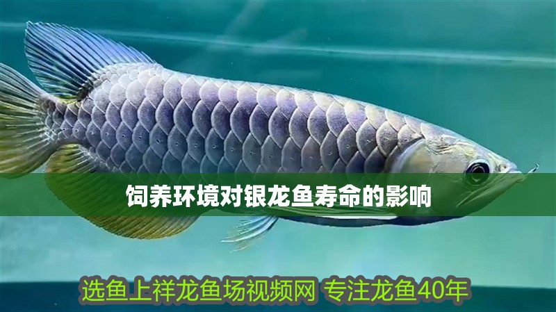 飼養(yǎng)環(huán)境對銀龍魚壽命的影響 飼養(yǎng)環(huán)境對銀龍魚壽命的影響 銀龍魚百科
