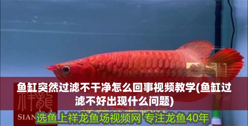 魚(yú)缸突然過(guò)濾不干凈怎么回事視頻教學(xué)(魚(yú)缸過(guò)濾不好出現(xiàn)什么問(wèn)題)